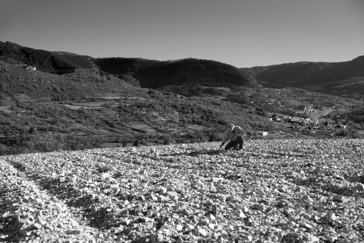 Une jeune plantation de Pinot Noir